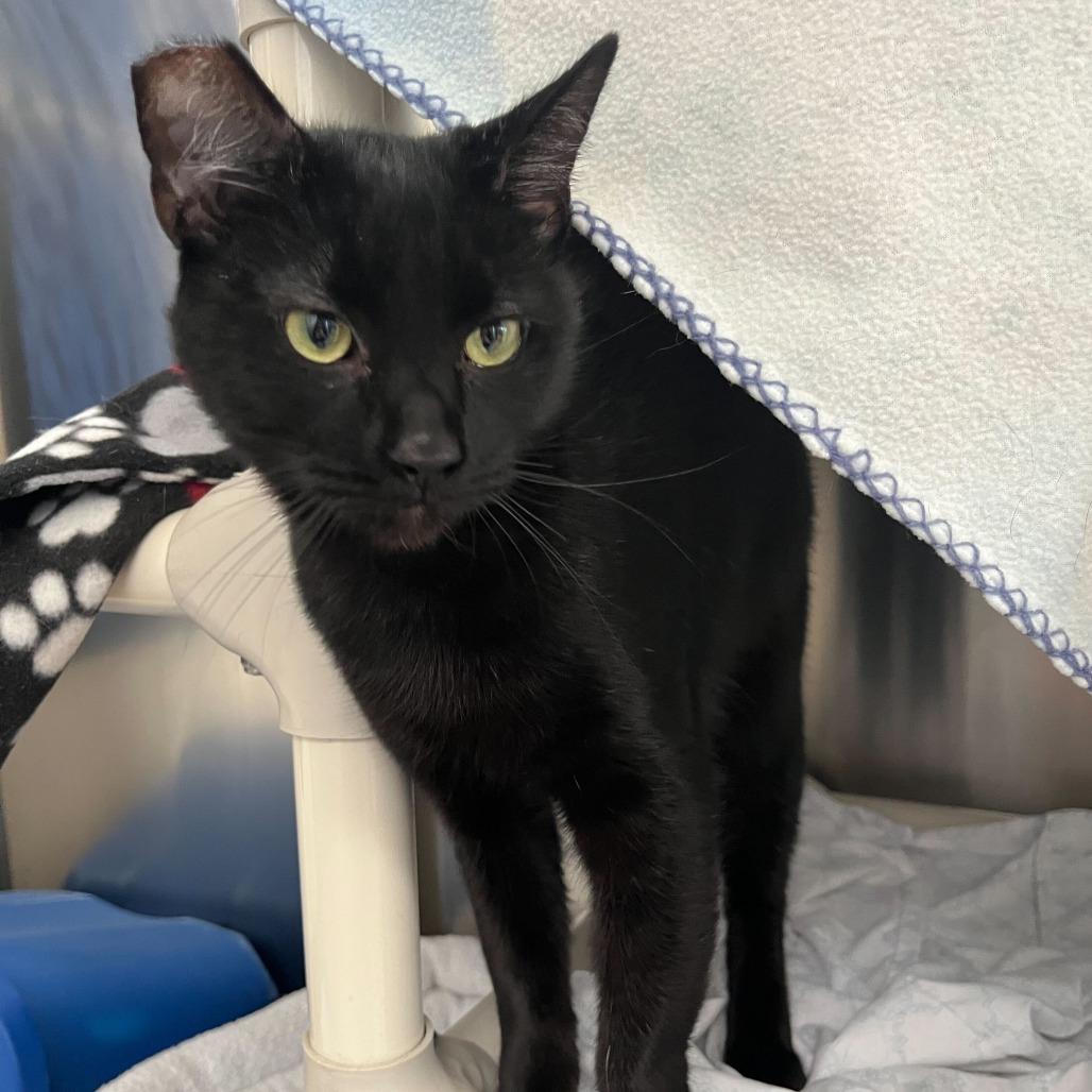 Enlarge Tina Turner, a Adoptable Domestic Short Hair in Riverside, CA image 1/4