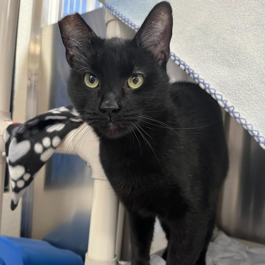 Enlarge Tina Turner, a Adoptable Domestic Short Hair in Riverside, CA image 2/4