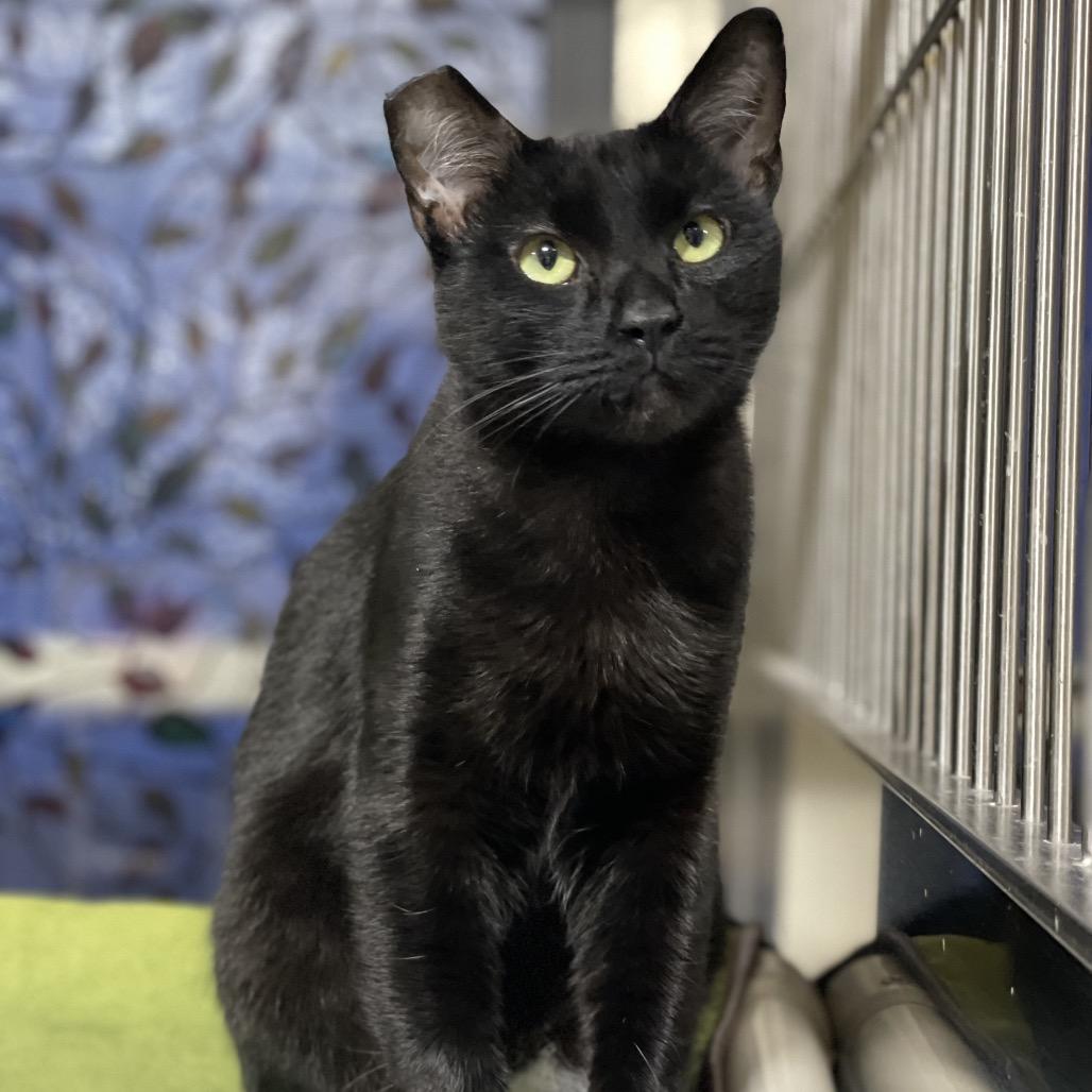 Enlarge Tina Turner, a Adoptable Domestic Short Hair in Riverside, CA image 3/4