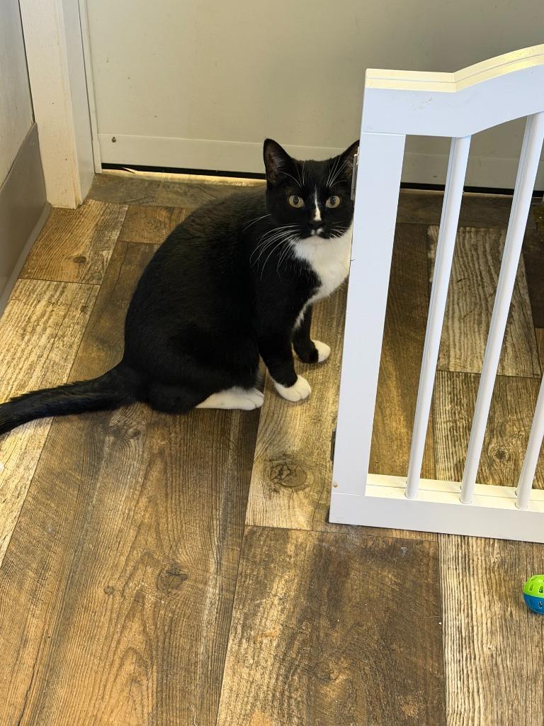 Joe, Adoptable, Adult Male Domestic Short Hair.