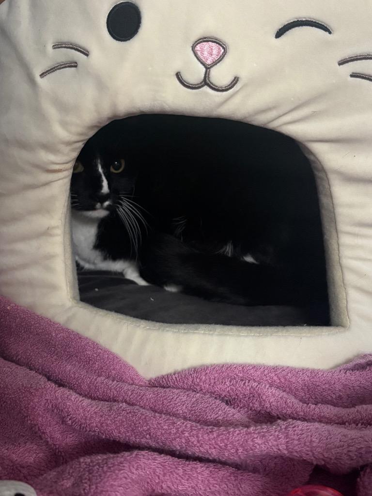 Joe, Adoptable, Adult Male Domestic Short Hair.