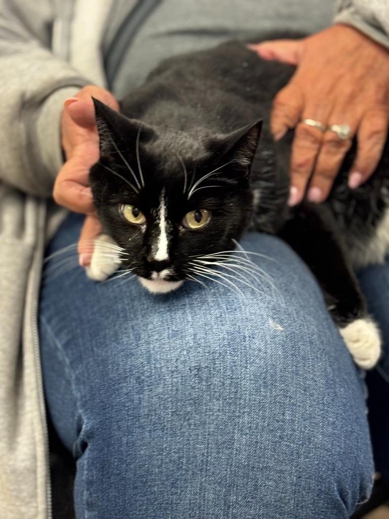 Joe, Adoptable, Adult Male Domestic Short Hair.