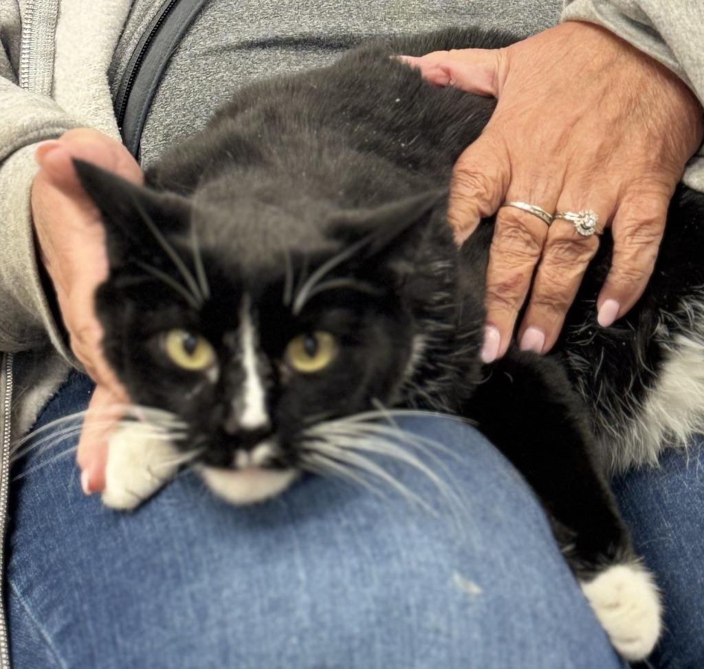 Enlarge Joe, a Adoptable mixed breed in Algona, IA image 3/3