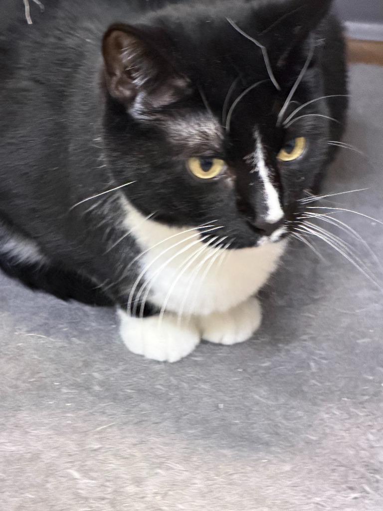 Enlarge Joe, a Adoptable mixed breed in Algona, IA image 5/6