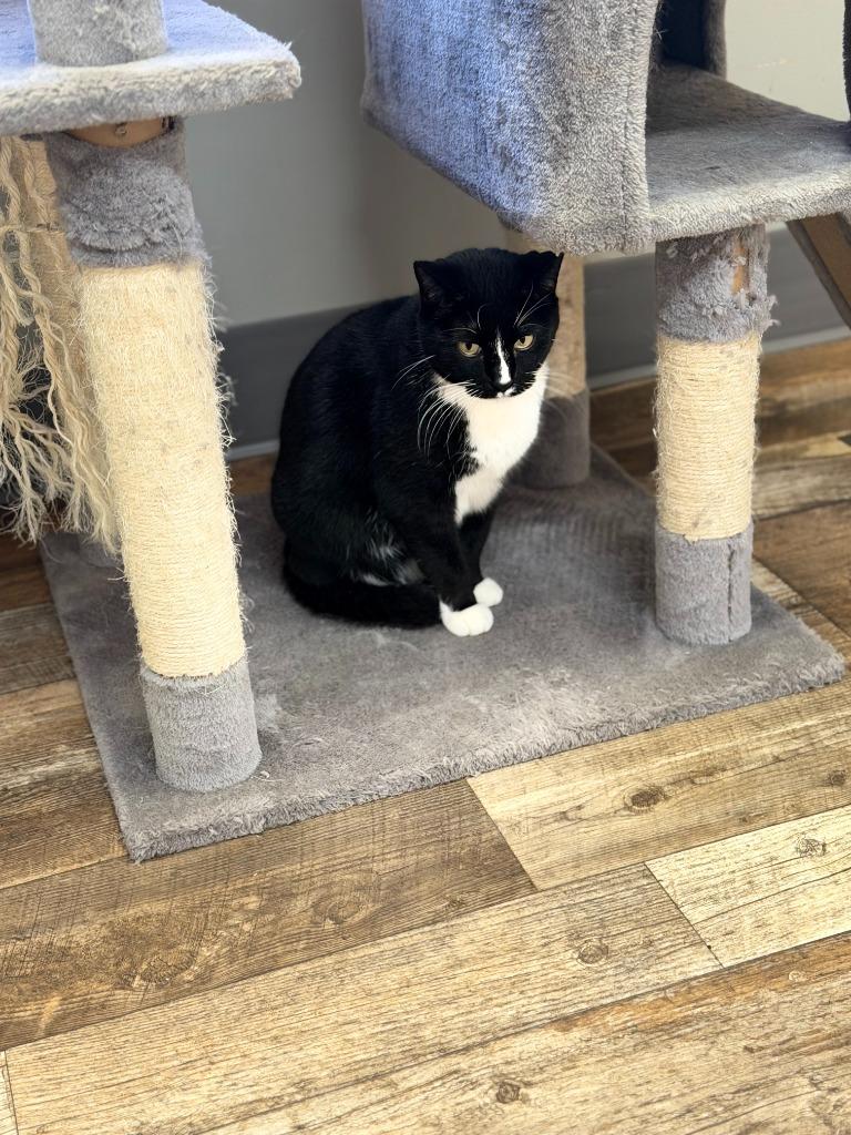 Enlarge Joe, a Adoptable mixed breed in Algona, IA image 6/6