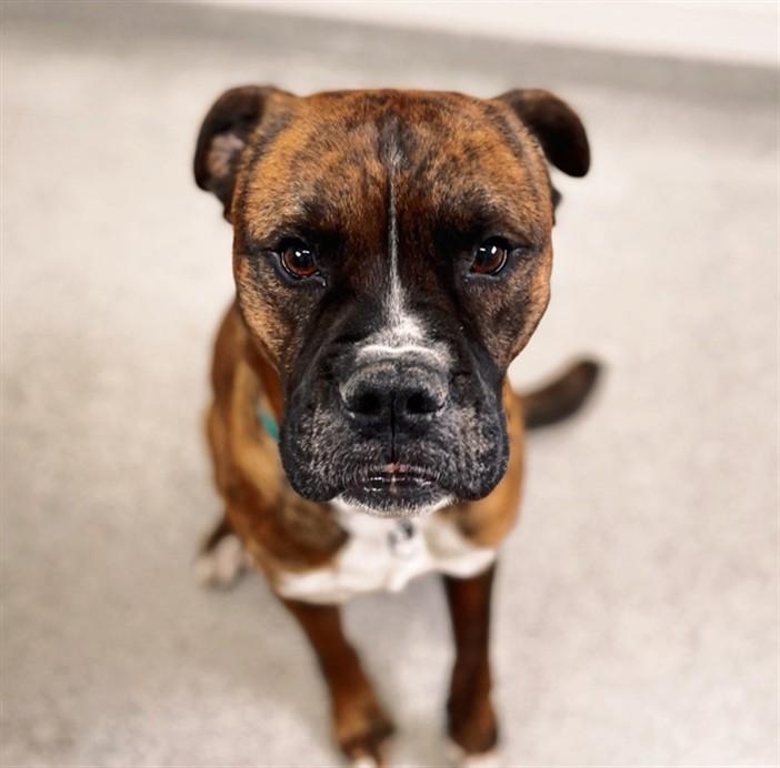 HOSS, Adoptable, Adult Male Boxer & Mixed Breed.