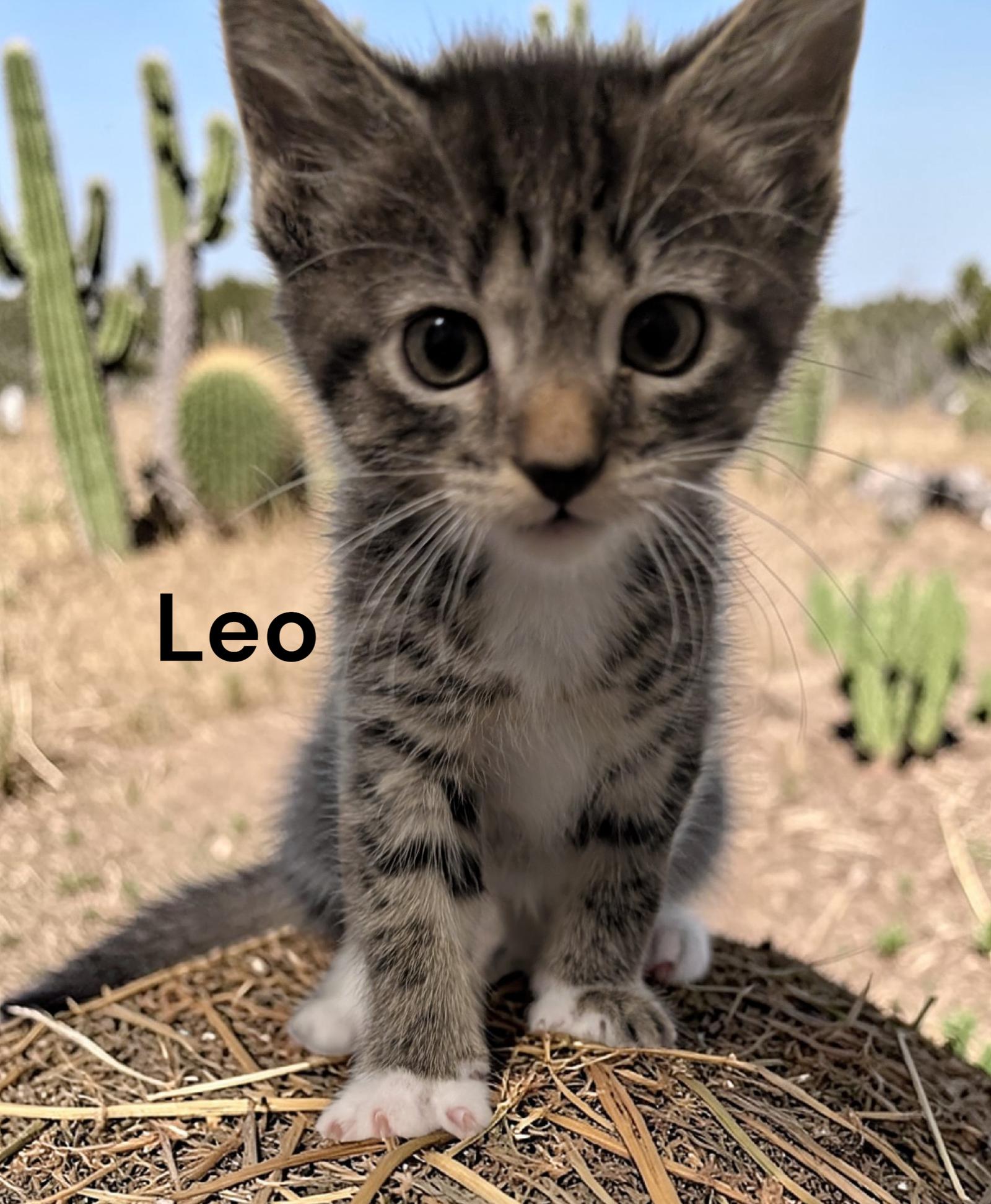 Leo, Adoptable, Kitten Male Tabby.