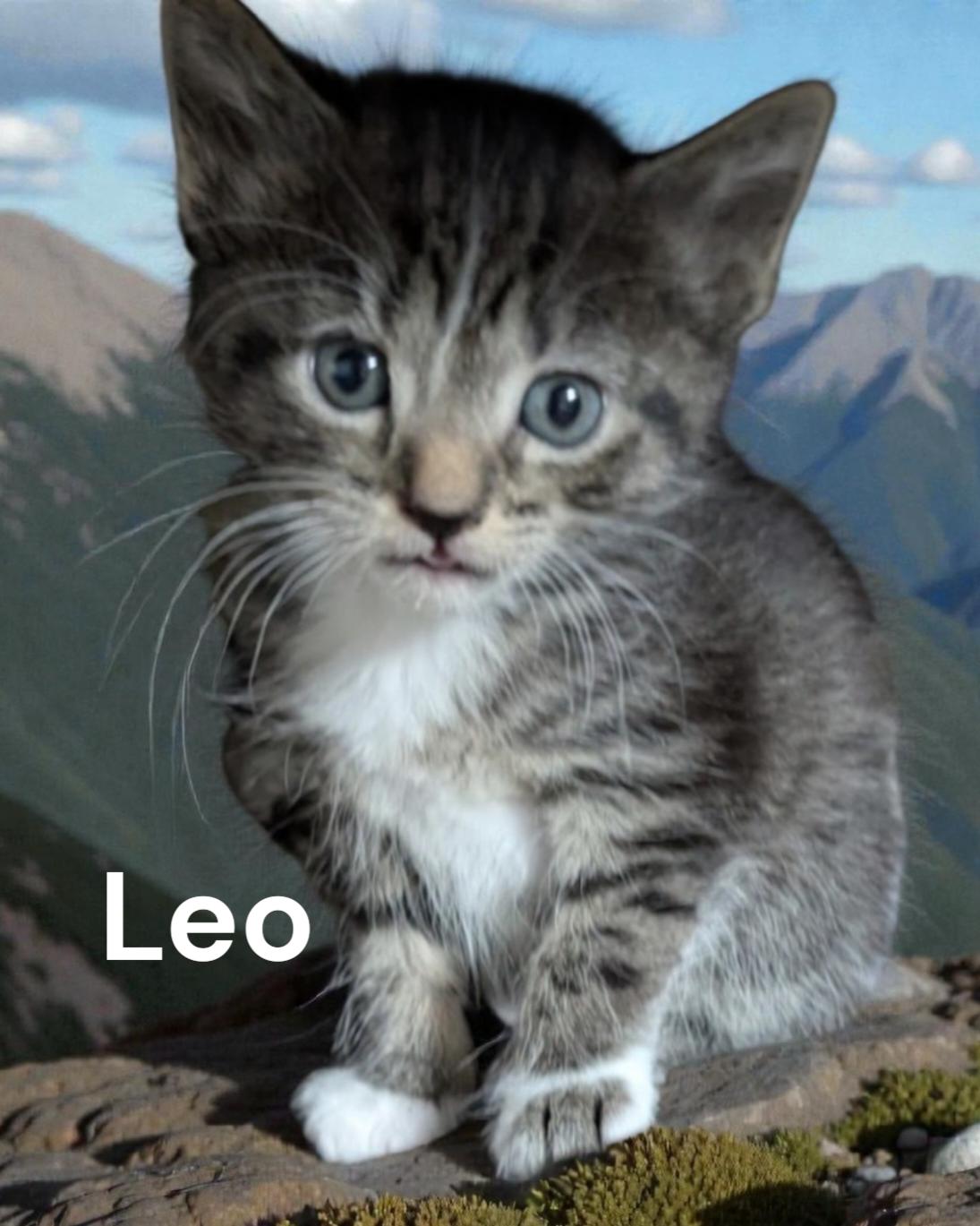 Enlarge Leo, a Adoptable Tabby in Newport News, VA image 2/2