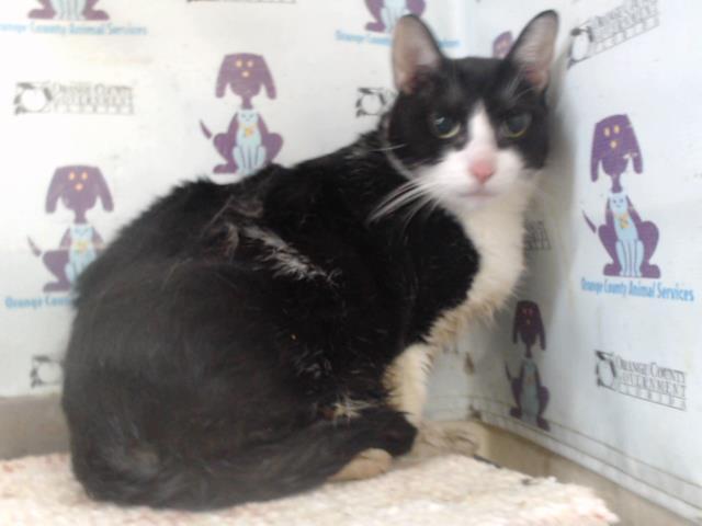MIDNIGHT, Adoptable, Young Male Domestic Long Hair.