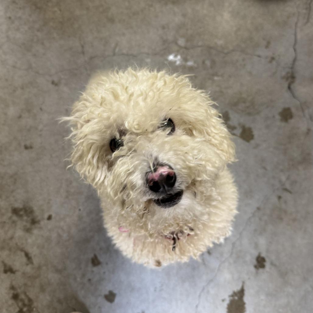 Enlarge Matt, a Adoptable mixed breed in Buellton, CA image 2/3