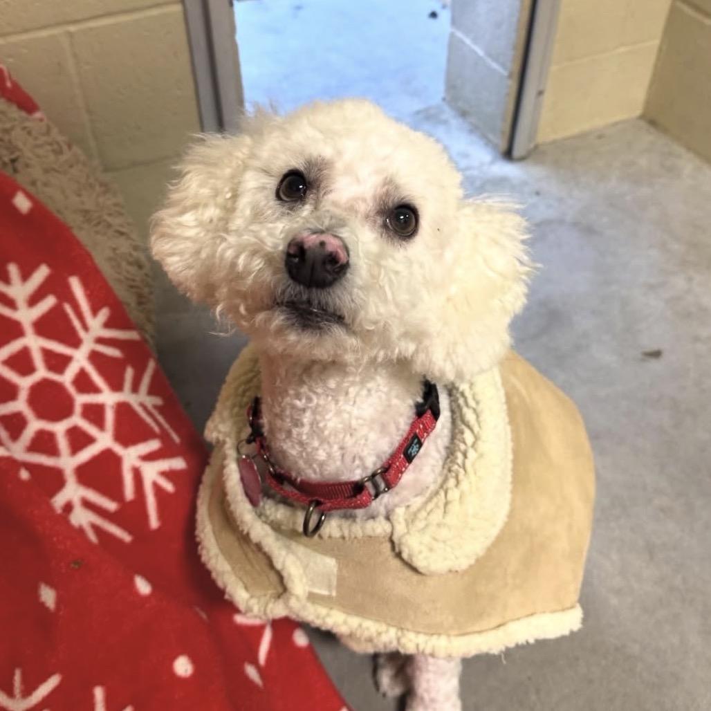 Enlarge Matt, a Adoptable mixed breed in Buellton, CA image 3/3