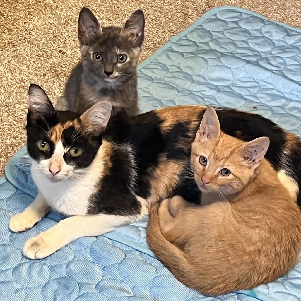 Corky, Adoptable, Kitten Female Domestic Short Hair.