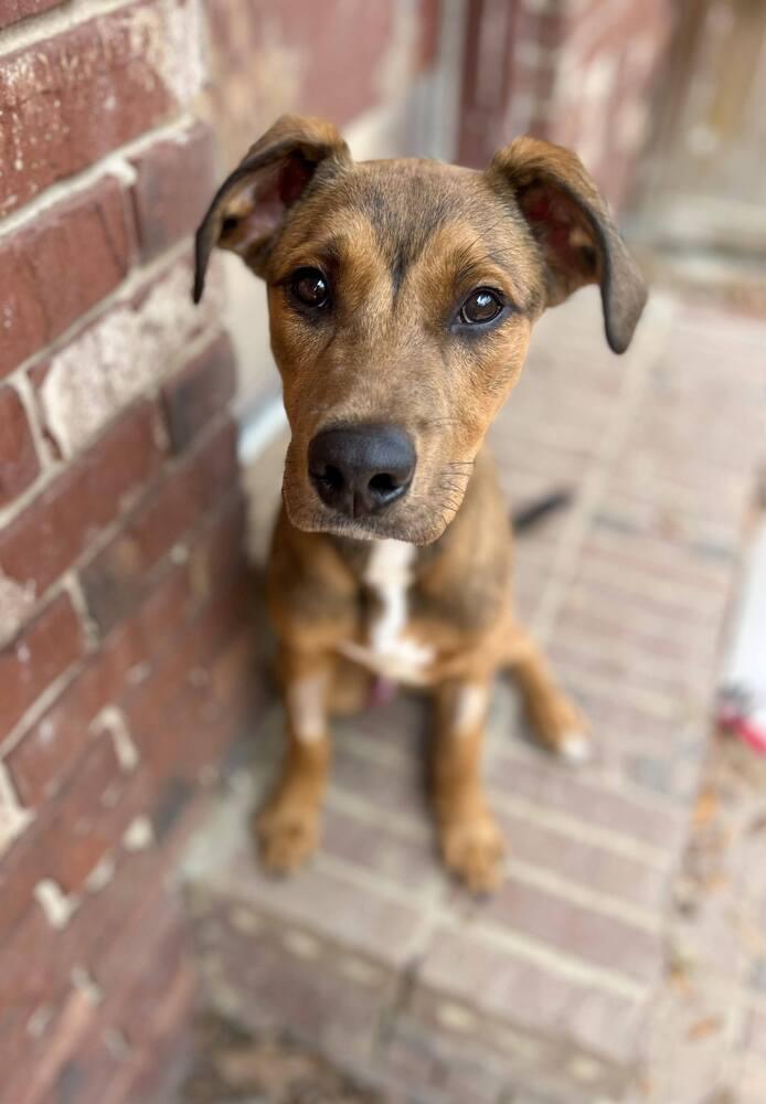 Enlarge Tank, a Adoptable mixed breed in Statesboro, GA image 1/6