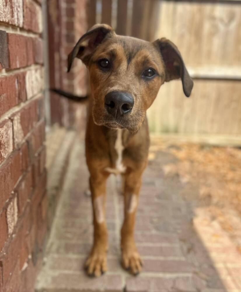 Enlarge Tank, a Adoptable mixed breed in Statesboro, GA image 2/6
