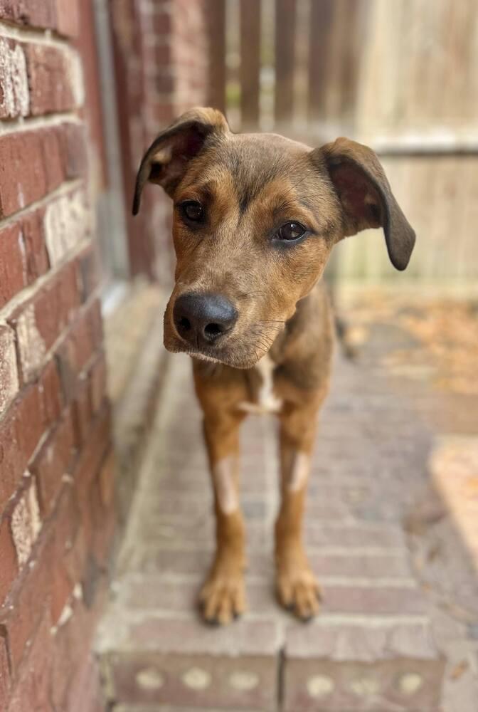 Enlarge Tank, a Adoptable mixed breed in Statesboro, GA image 5/6