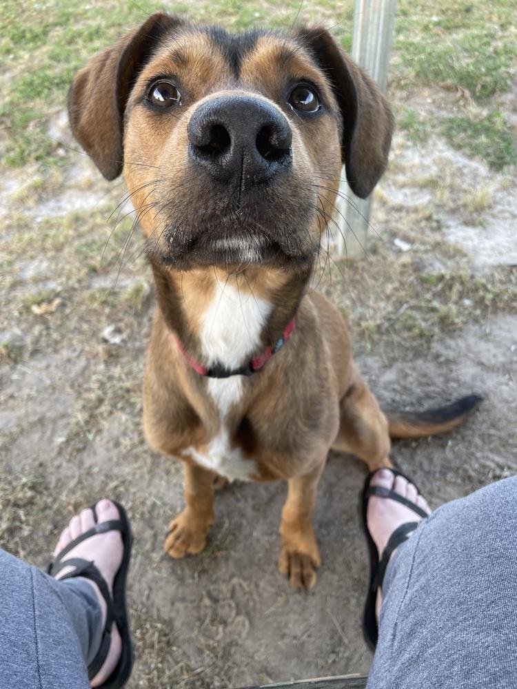 Enlarge Tank, a Adoptable mixed breed in Statesboro, GA image 6/6