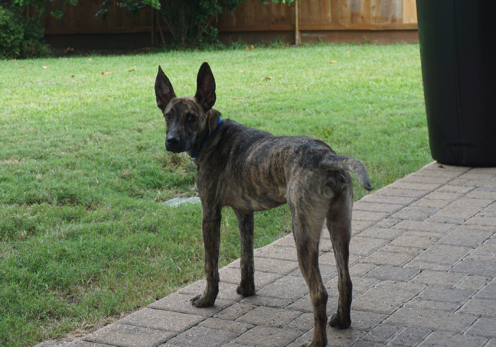 Tobby, Adoptable, Young Male Shepherd.