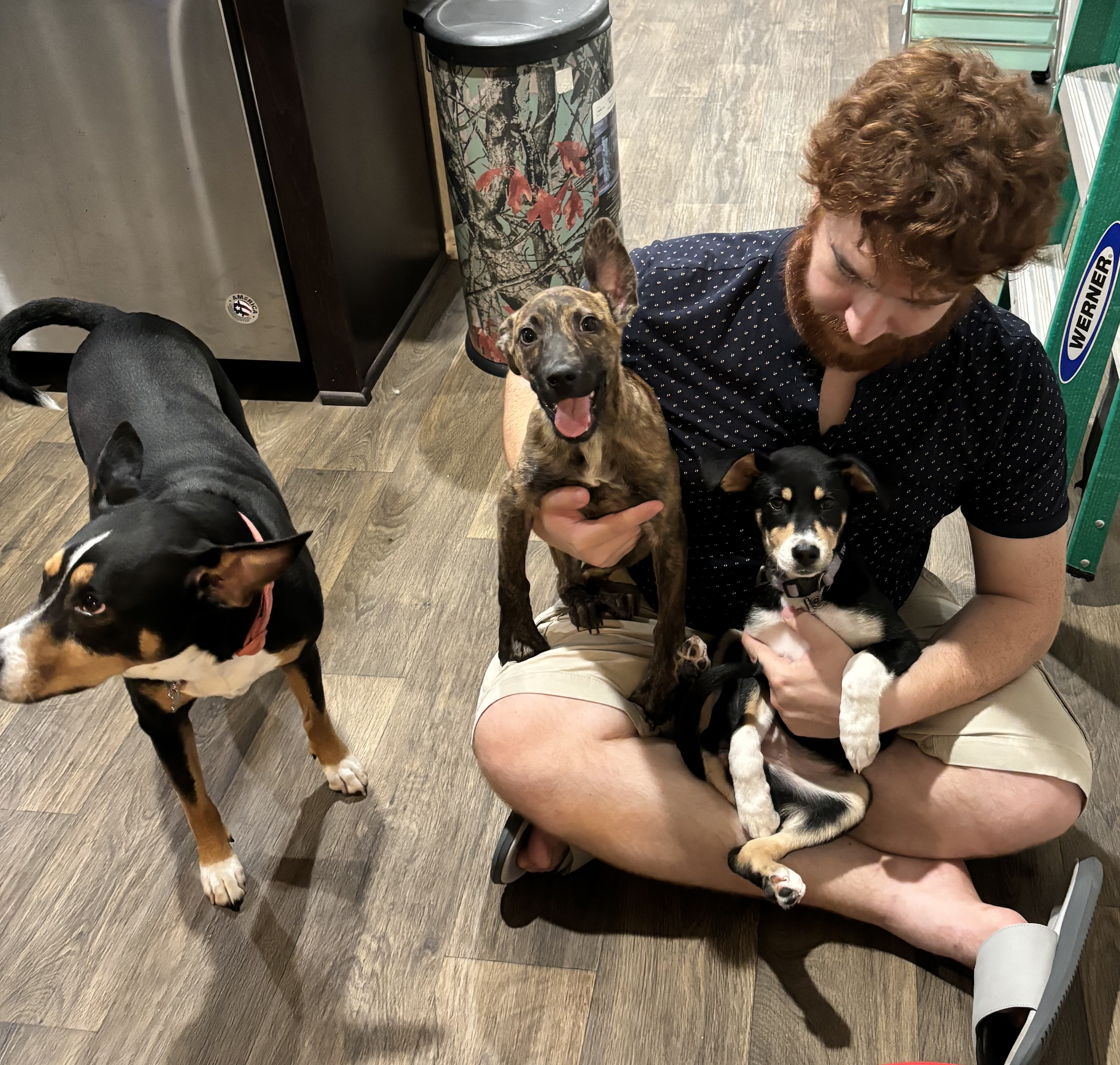 Tobby, a Adoptable mixed breed in Houston, TX image 5/5