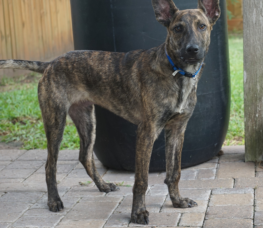 Tobby, a Adoptable mixed breed in Houston, TX image 2/5