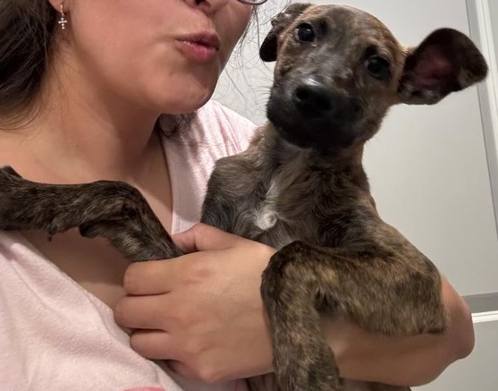 Tobby, a Adoptable mixed breed in Houston, TX image 4/5