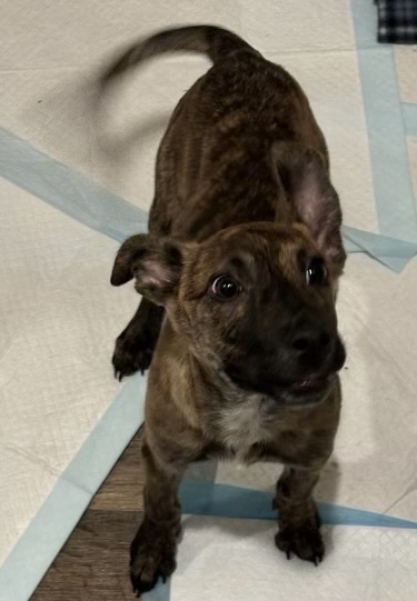 Tobby, a Adoptable mixed breed in Houston, TX image 3/5