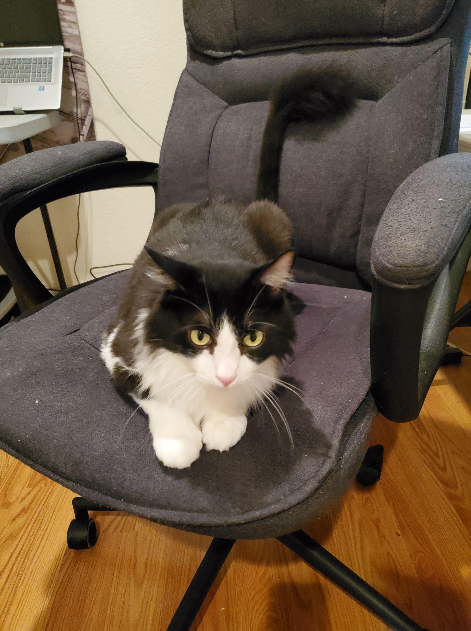 Joey (Bonded with Lookie), an adoptable Domestic Medium Hair in Queen Creek, AZ, 85142 | Photo Image 2