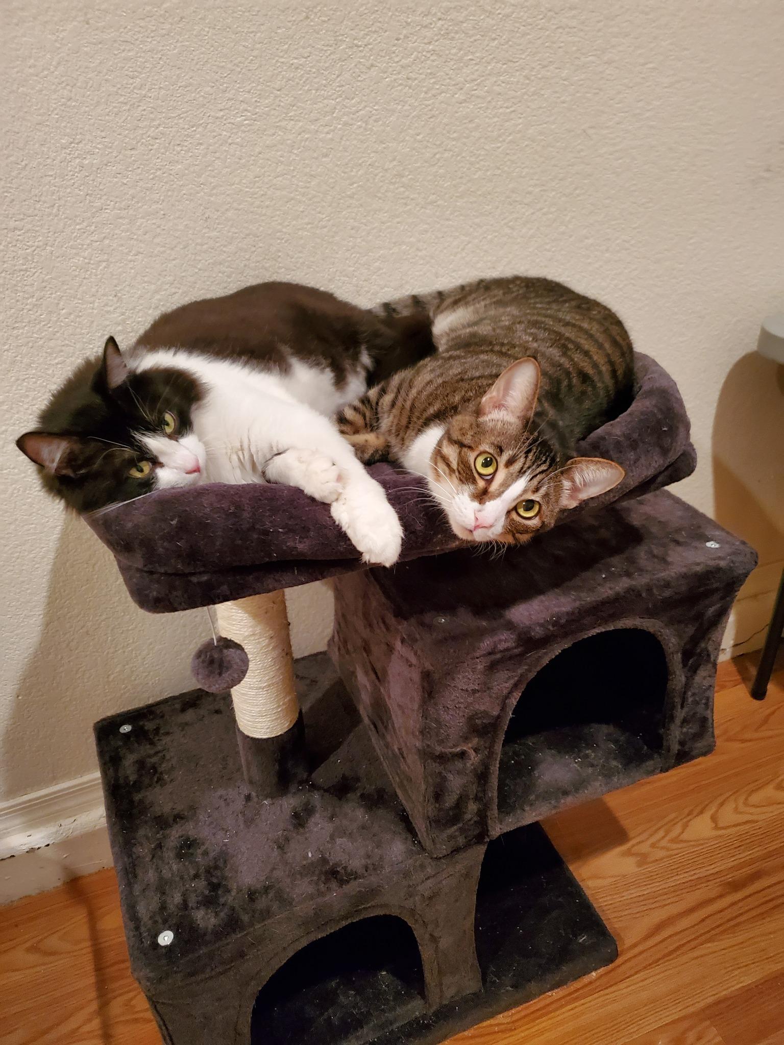 Joey (Bonded with Lookie), an adoptable Domestic Medium Hair in Queen Creek, AZ, 85142 | Photo Image 1