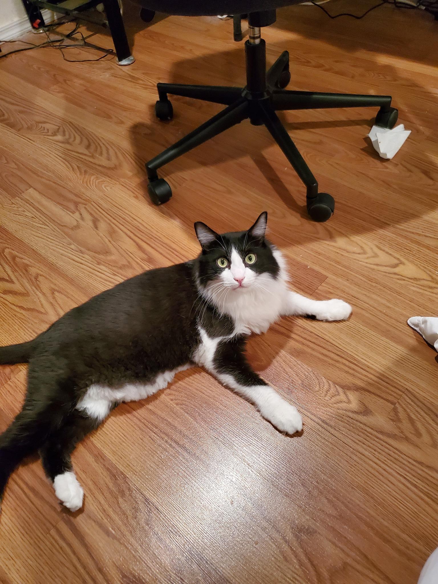 Joey (Bonded with Lookie), an adoptable Domestic Medium Hair in Queen Creek, AZ, 85142 | Photo Image 3