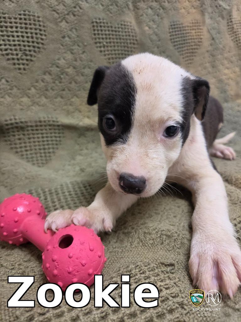 Zookie, Adoptable, Puppy Female Pit Bull Terrier.