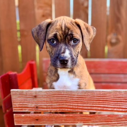Southpaw (Bball litter), adopted, Puppy Female Pit Bull Terrier & Mastiff.