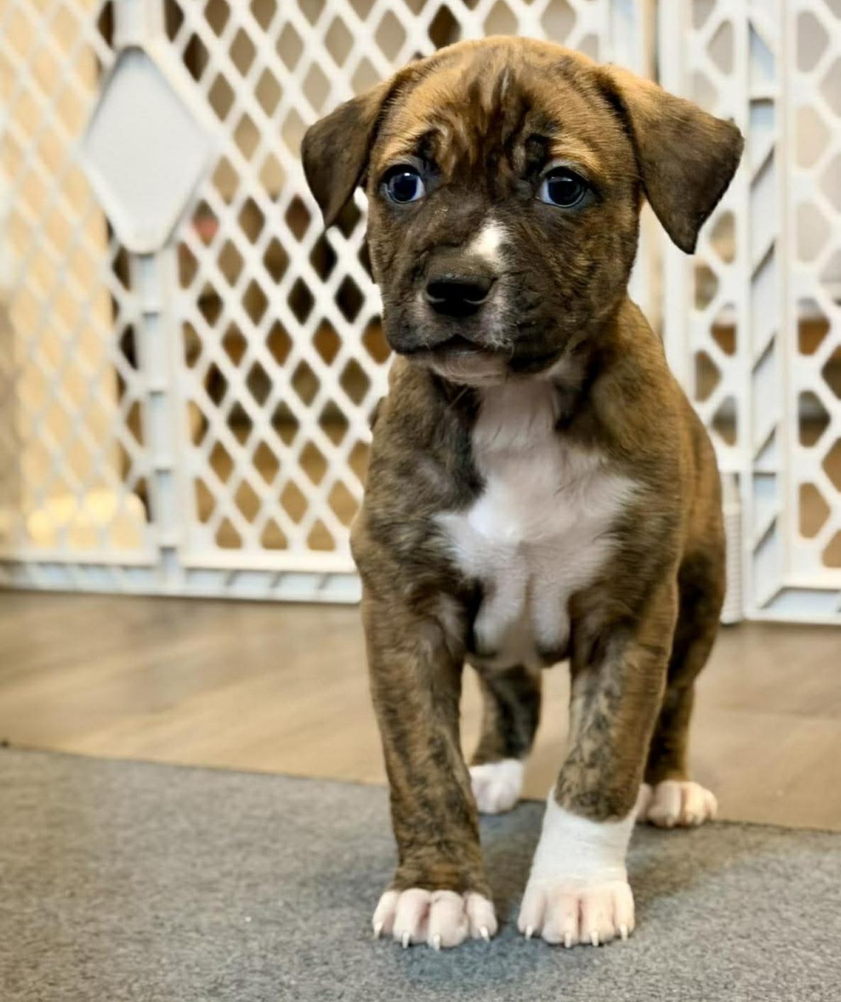 Enlarge Southpaw (Bball litter), an adopted mixed breed in Silvana, WA image 3/6