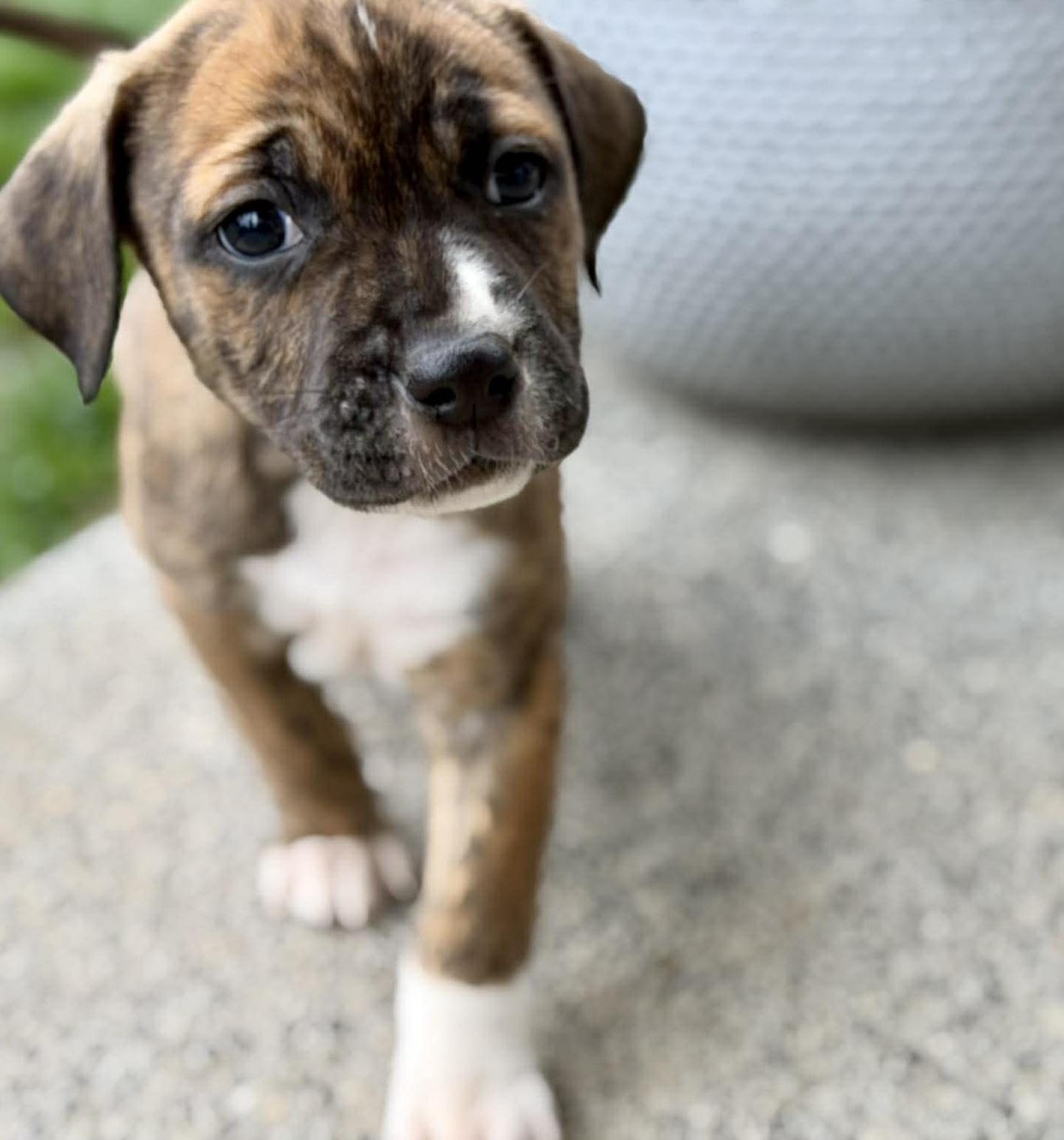 Enlarge Southpaw (Bball litter), an adopted mixed breed in Silvana, WA image 2/6