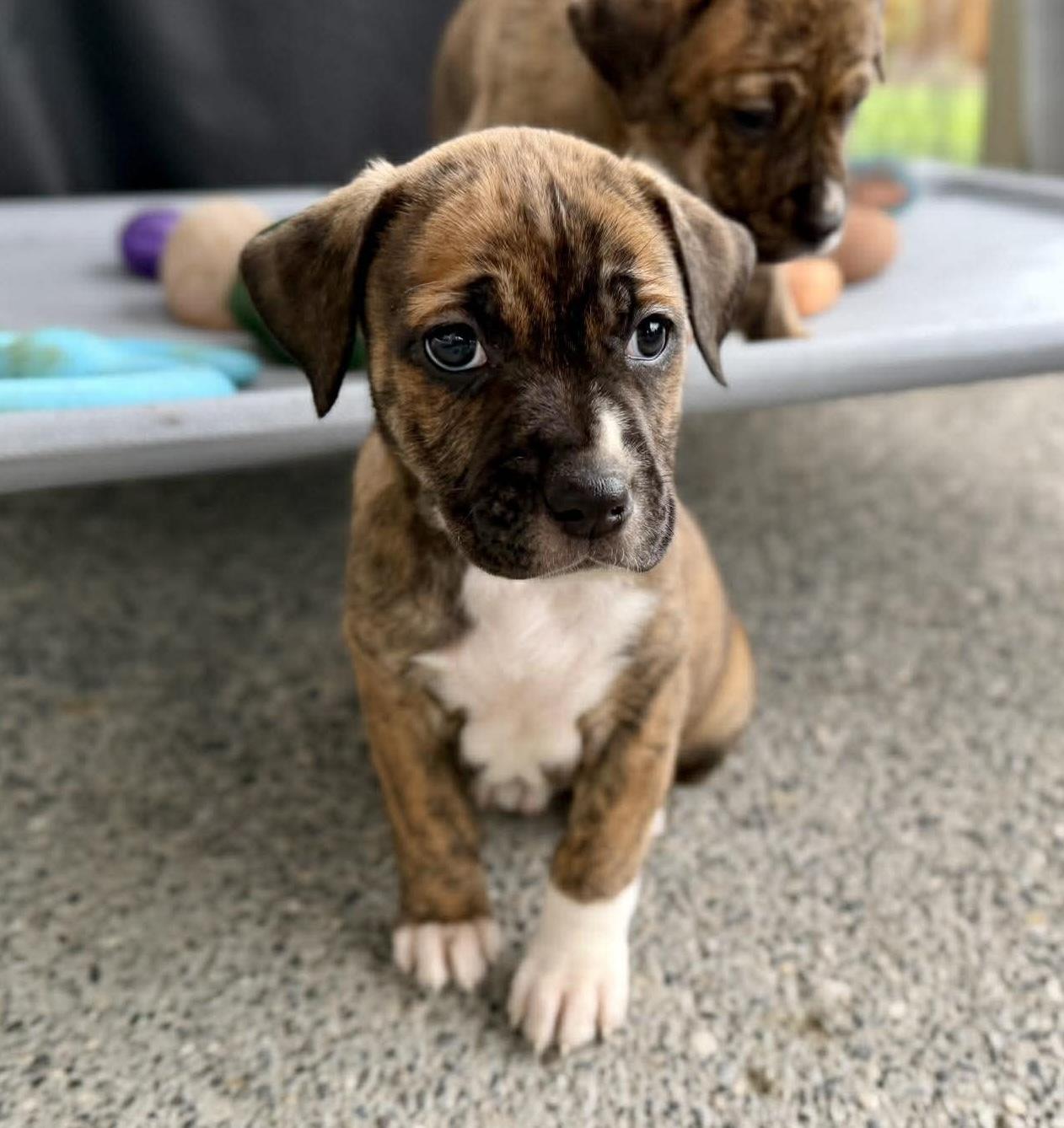 Enlarge Southpaw (Bball litter), an adopted mixed breed in Silvana, WA image 4/6