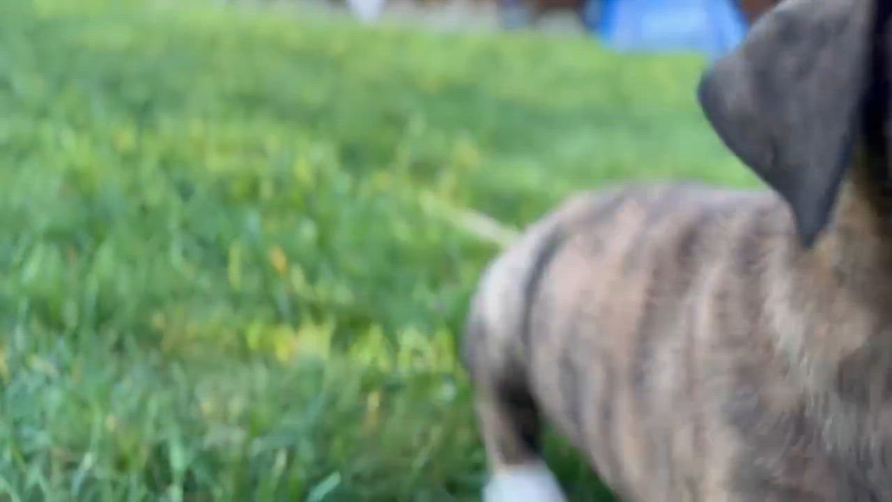 Enlarge Southpaw (Bball litter), an adopted mixed breed in Silvana, WA video 6/6