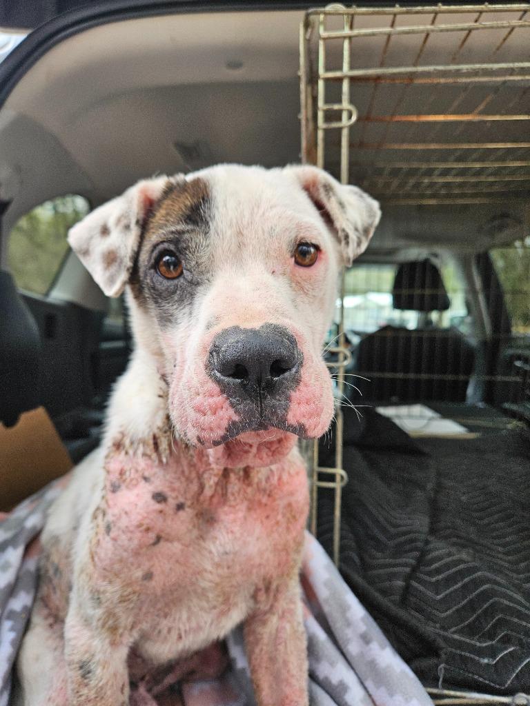 Waylon, adoptable heeler