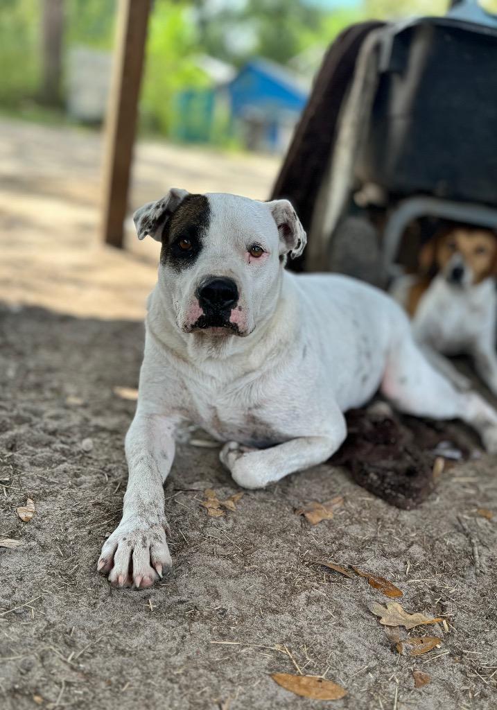 Enlarge Waylon, a Adoptable mixed breed in Waynesville, GA image 3/6