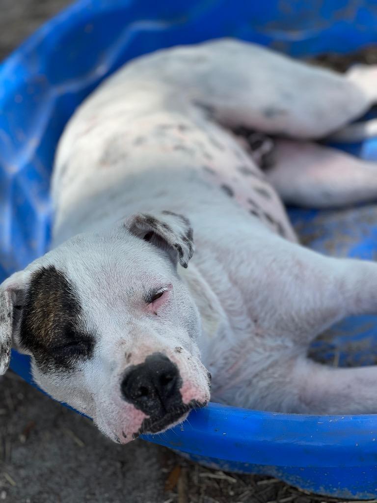 Enlarge Waylon, a Adoptable mixed breed in Waynesville, GA image 4/6