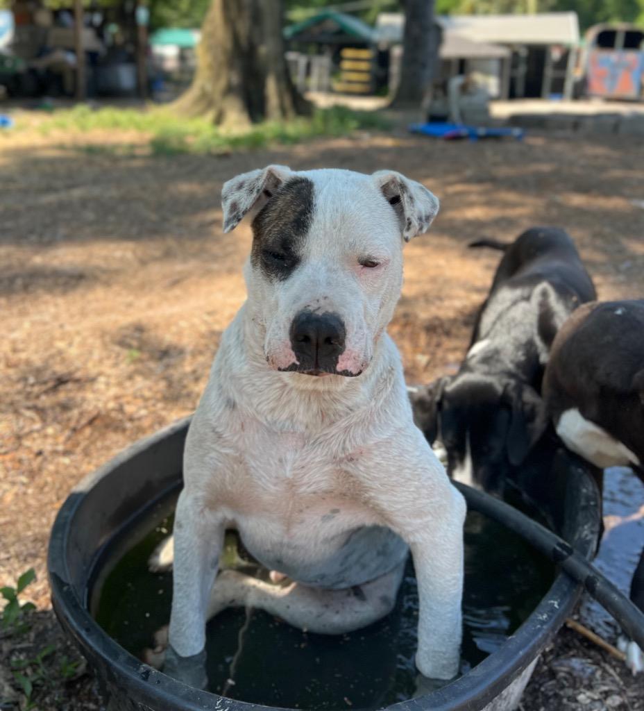 Enlarge Waylon, a Adoptable mixed breed in Waynesville, GA image 6/6