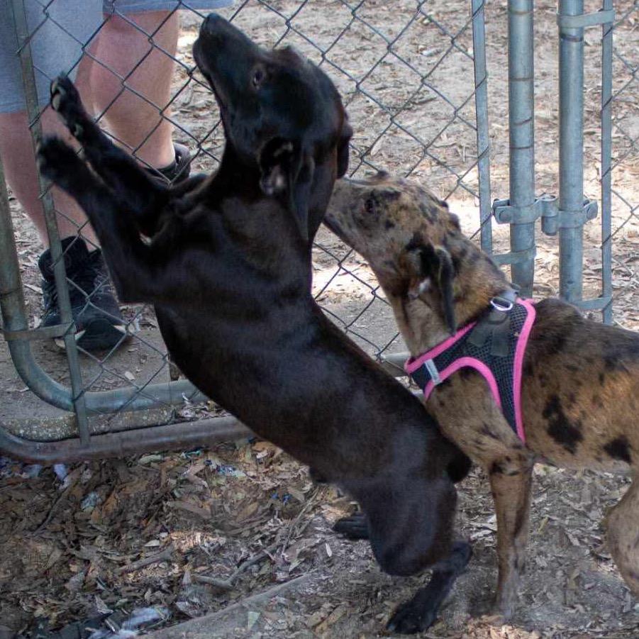 Stubby, Adoptable, Adult Male Mixed Breed.