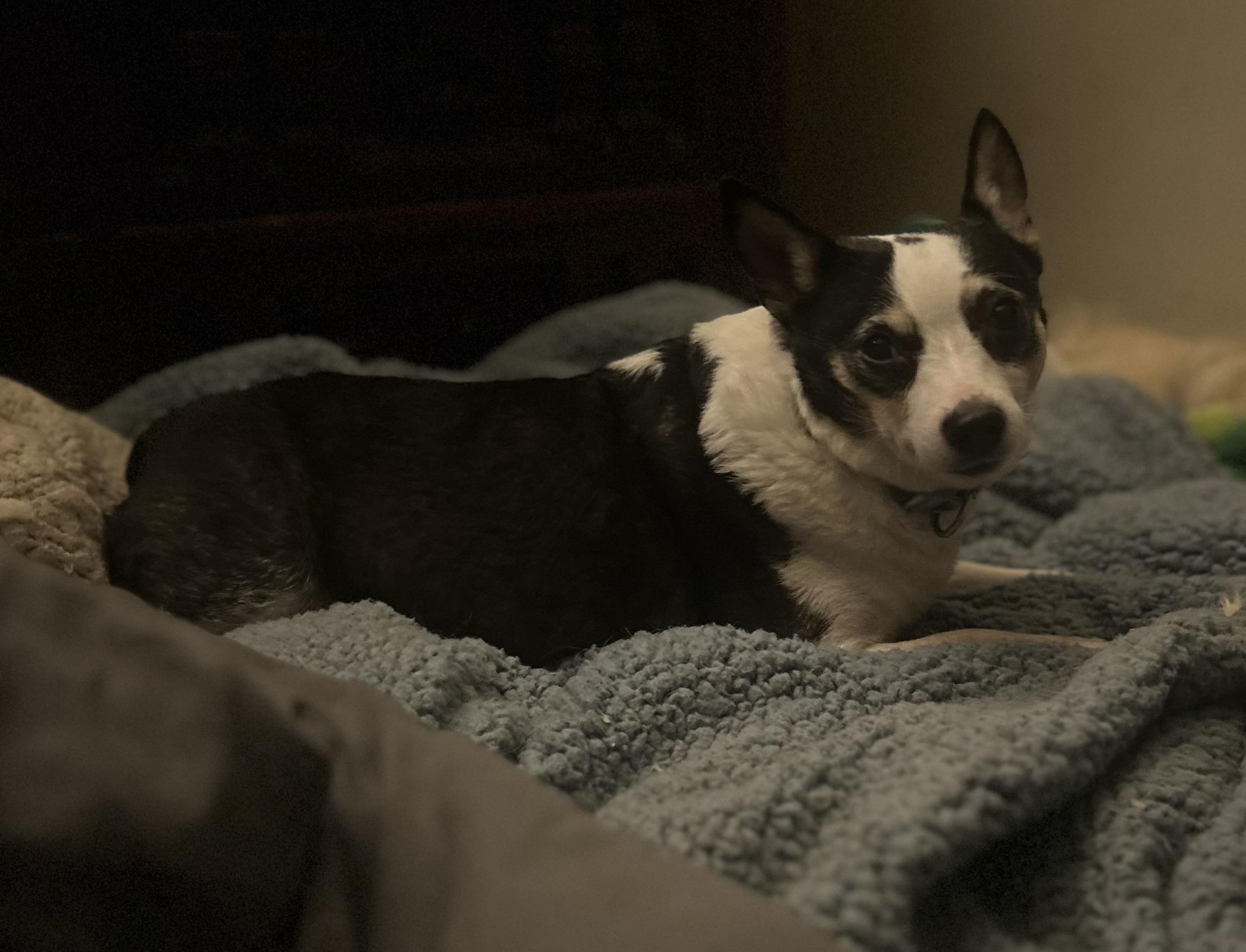 Layla Ann, an adopted mixed breed in Oak Ridge, NJ image 4/4