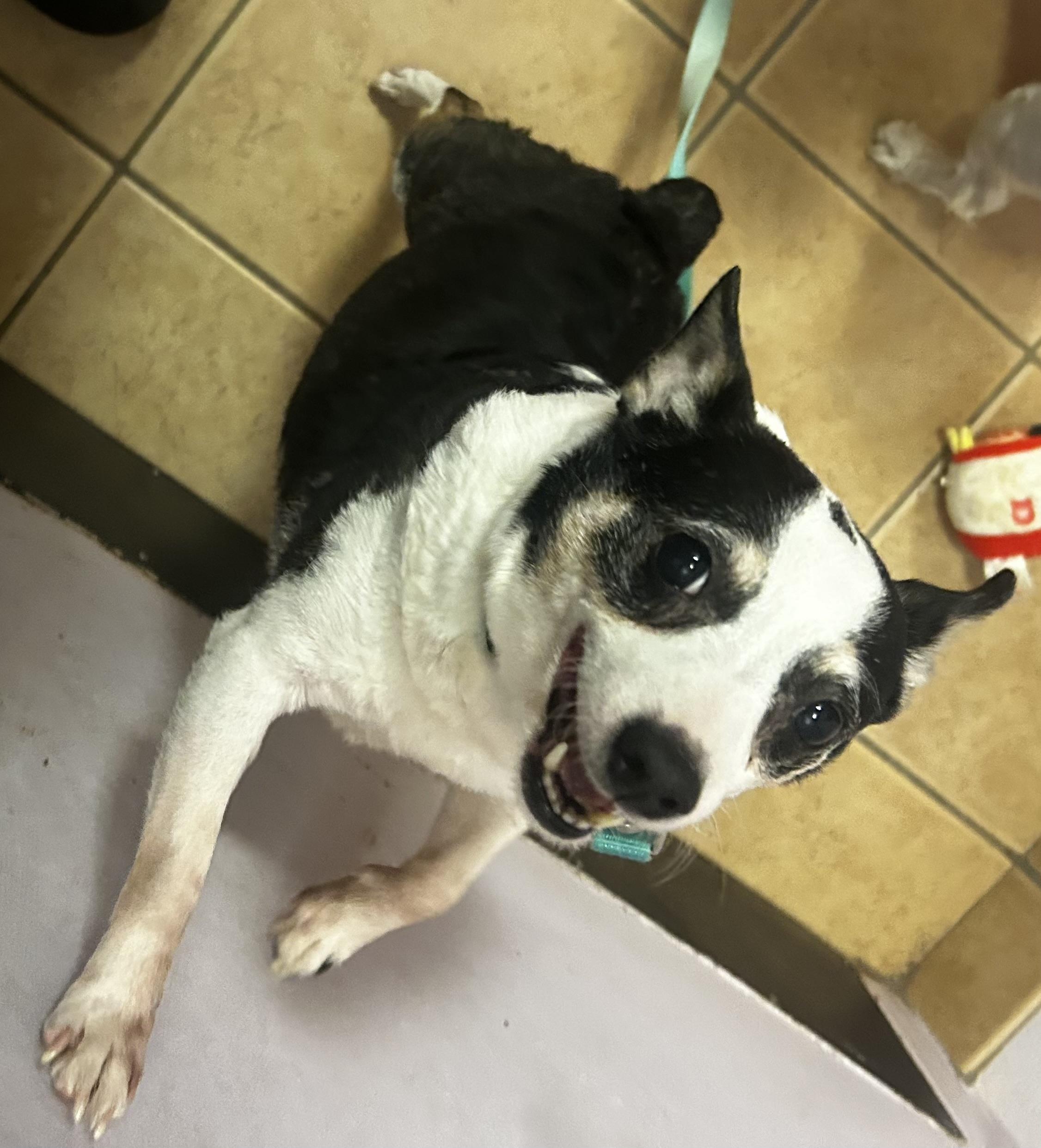 Layla Ann, an adopted mixed breed in Oak Ridge, NJ image 1/4