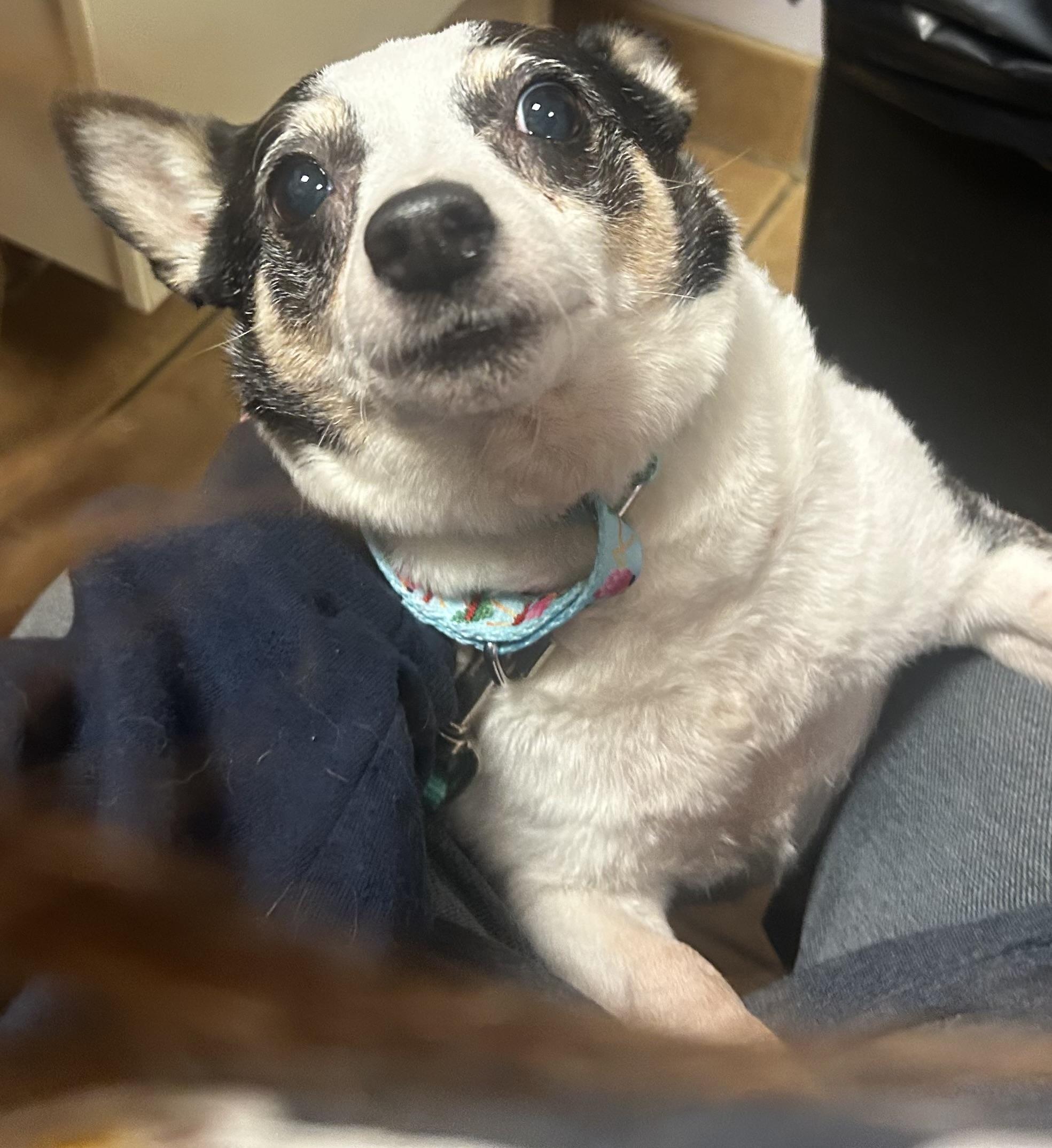 Layla Ann, an adopted mixed breed in Oak Ridge, NJ image 3/4