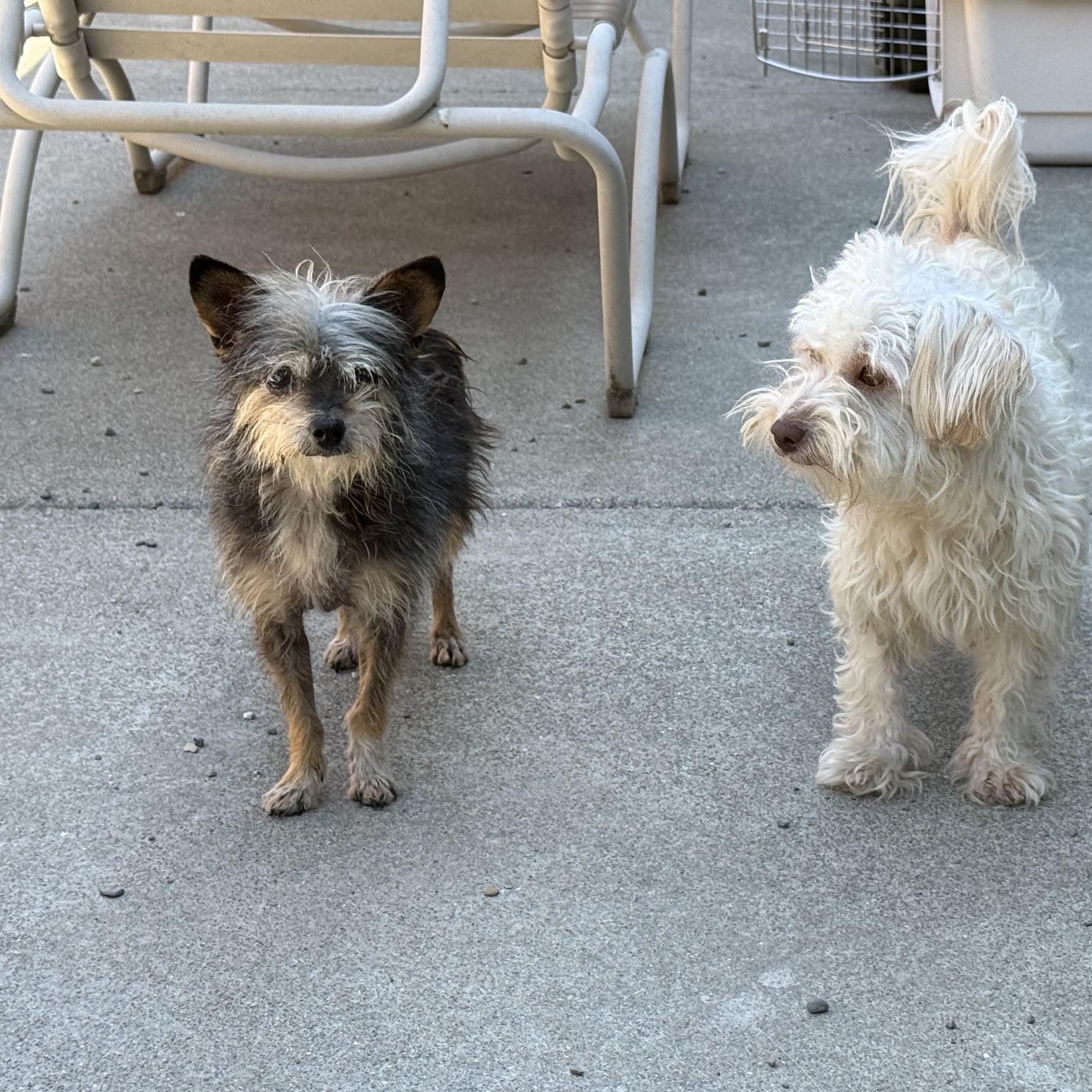 Enlarge Kaya - Only 6 lbs, a Adopted mixed breed in Pleasanton, CA image 2/3