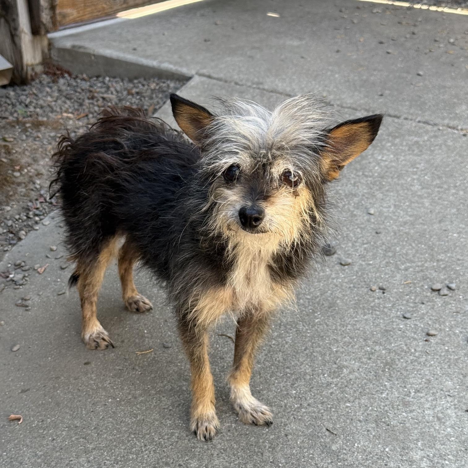 Enlarge Kaya - Only 6 lbs, a Adopted mixed breed in Pleasanton, CA image 3/3