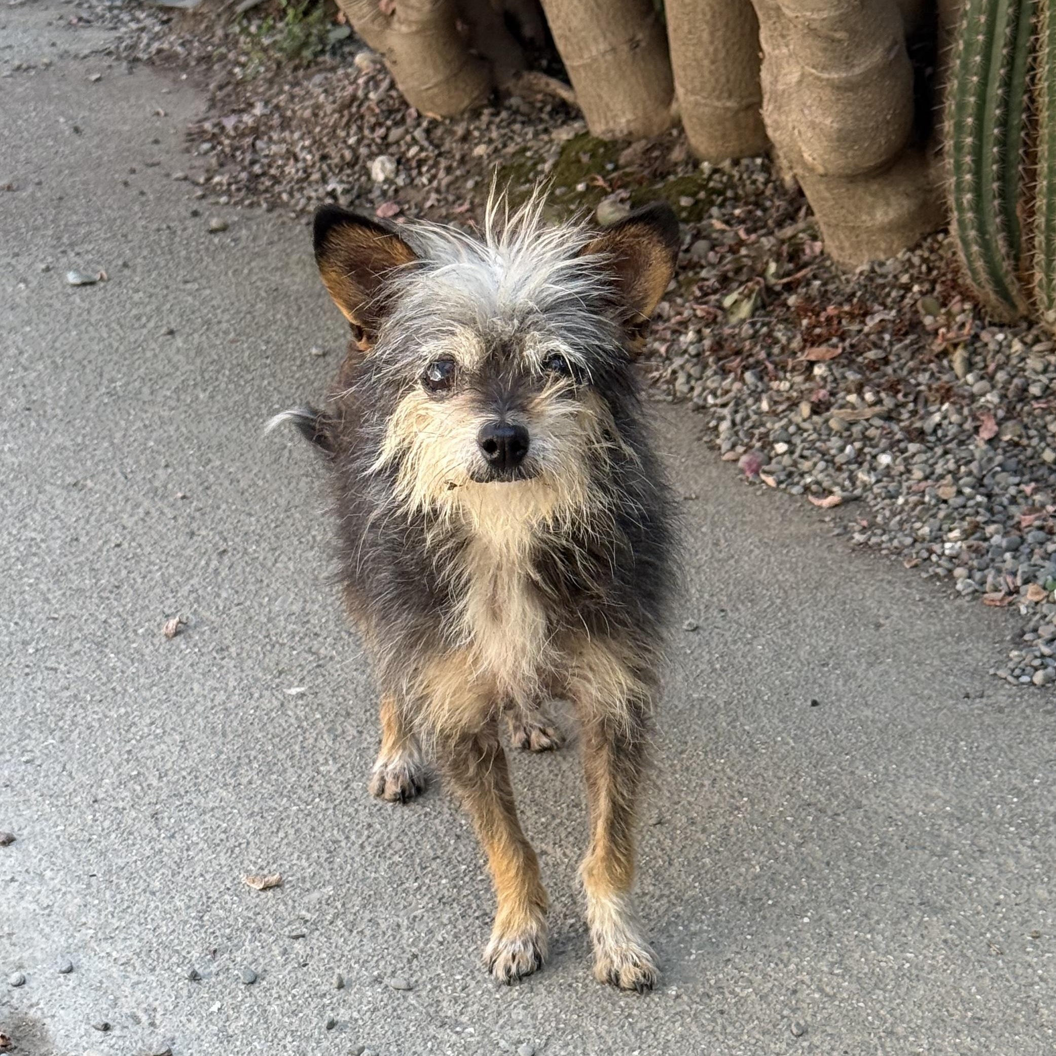Enlarge Kaya - Only 6 lbs, a Adopted mixed breed in Pleasanton, CA image 1/3