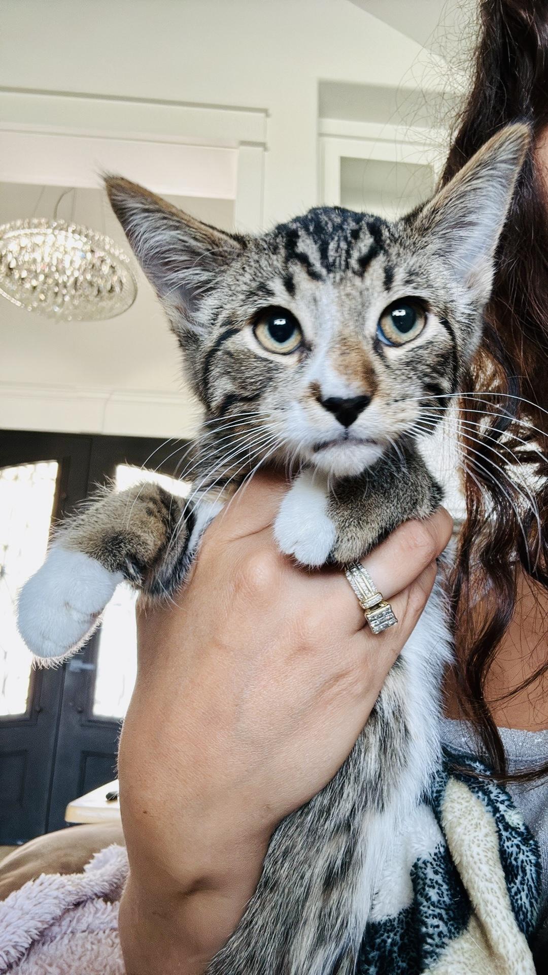 Cocoa, Adoptable, Kitten Male Tabby & American Shorthair.