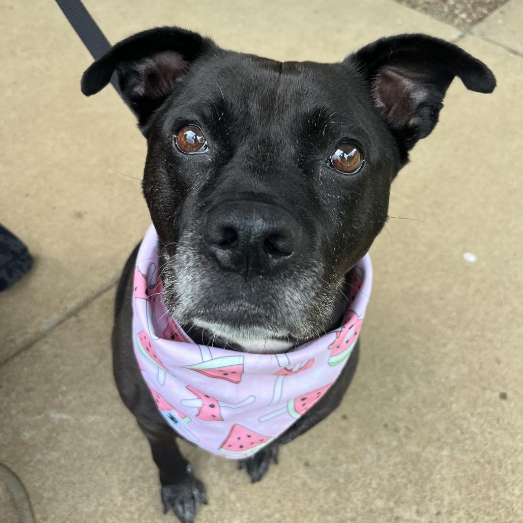 Wendy, a Adoptable mixed breed in Nashville, TN image 1/6