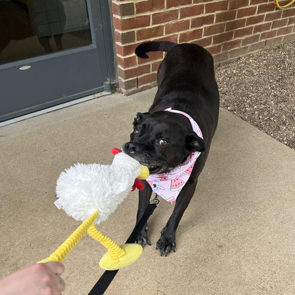 Wendy, a Adoptable mixed breed in Nashville, TN image 2/6
