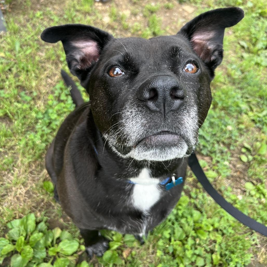 Wendy, a Adoptable mixed breed in Nashville, TN image 4/6