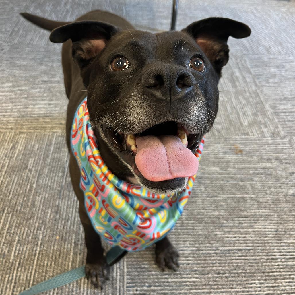 Wendy, a Adoptable mixed breed in Nashville, TN image 5/6